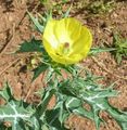 žlutý Květina Argemona fotografie a charakteristiky