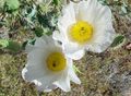 I fiori da giardino Argemona bianco foto