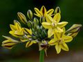 Záhradné kvety Triteleia, Tráva Orech, Ithuriel Kopije, Wally Košík žltá fotografie