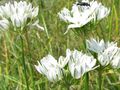 Flores de jardín Triteleia, Tuerca De Hierba, Ithuriel De Lanza, Cesta Wally blanco Foto