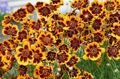 Hage blomster Burridges Greenthread, Burridge Grønne-Tråden, Cosmidium burridgeanum, Thelesperma burridgeanum orange Bilde