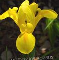 Dutch Iris, Španielčina Iris