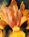 Ogrodowe Kwiaty Ksifium (Dutch Iris, Iris Angielski), Xiphium pomarańczowy zdjęcie