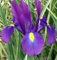 fialový Kvetina Dutch Iris, Španielčina Iris fotografie a vlastnosti