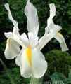 biely Kvetina Dutch Iris, Španielčina Iris fotografie a vlastnosti