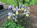 Gartenblumen Niederländisch Iris, Iris Spanisch, Xiphium hellblau Foto