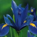 blauw Bloem Nederlandse Iris, Spaans Iris foto en karakteristieken