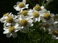 Kerti Virágok Sneezewort, Sneezeweed, Brideflower, Achillea ptarmica fehér fénykép