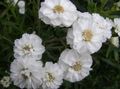 les fleurs du jardin Sneezewort, Sneezeweed, Brideflower, Achillea ptarmica blanc Photo