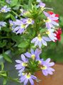 γαλάζιο λουλούδι Νεράιδα Λουλούδι Ανεμιστήρα φωτογραφία και χαρακτηριστικά