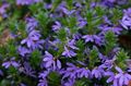Ogrodowe Kwiaty Scaevola, Scaevola aemula niebieski zdjęcie