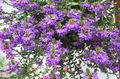 Sodo Gėlės Pasakų Gerbėjas Gėlė, Scaevola aemula violetinė Nuotrauka