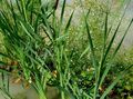 Gartenblumen Wasserbanane, Alisma plantago-aquatica weiß Foto