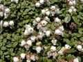 bijela Cvijet Arcterica Foto i karakteristike