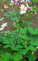 Садовые Цветы Анемона осеннецветущая, Anemone hupehensis розовый Фото