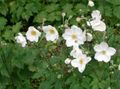 Kerti Virágok Japán Szellőrózsa, Anemone hupehensis fehér fénykép