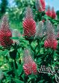 I fiori da giardino Trifoglio Rosso Piumato, Trifoglio Ornamentali, Di Trifoglio Rosso, Trifolium rubens rosso foto