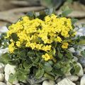 I fiori da giardino Barbarea Rupicola giallo foto