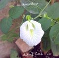 Záhradné kvety Motýľ Hrachu, Clitoria ternatea biely fotografie