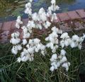 თეთრი ყვავილების ბამბა ბალახის სურათი და მახასიათებლები