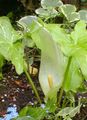 bláthanna gairdín Arum Italicum glas Photo