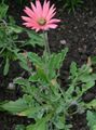 roza Cvet Cape Daisy, Monarh Od Veldt fotografija in značilnosti