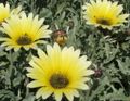 Садові Квіти Арктотіс (Венідіум), Arctotis жовтий Фото