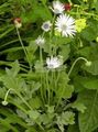 λευκό λουλούδι Μαργαρίτα Ακρωτήρι, Μονάρχης Της Veldt φωτογραφία και χαρακτηριστικά