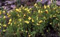 Баштенске Цветови Хедге Хиссоп, Gratiola officinalis жут фотографија