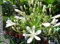biely Kvetina Lily Of The Nile, Africká Ľalie fotografie a vlastnosti