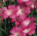 ბაღის ყვავილები სიმინდის Cockle, Agrostemma githago ვარდისფერი სურათი