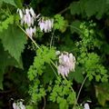 ბაღის ყვავილები Allegheny ვაზის, ცოცვა Fumitory, მთის Fringe, Adlumia fungosa ვარდისფერი სურათი