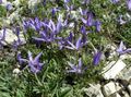 albastru Floare Asyneuma fotografie și caracteristici