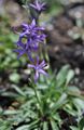 Ogrodowe Kwiaty Azineuma, Asyneuma niebieski zdjęcie