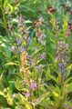 Ogrodowe Kwiaty Azineuma, Asyneuma niebieski zdjęcie