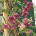 burgundia Floare Cinci Akebia Frunze, De Viță De Vie De Ciocolată fotografie și caracteristici