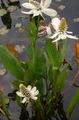 Bahçe Çiçekleri Yerba Mansa, Sahte Anemon, Kertenkele Kuyruğu, Anemopsis californica beyaz fotoğraf