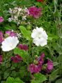 Gartenblumen Snowcup, Spornte Anoda, Wilde Baumwolle, Anoda cristata weiß Foto