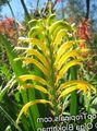 Flores do Jardim Galhardetes, Cornflag Africano, Lírio Da Cobra, Chasmanthe (Antholyza) amarelo foto
