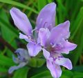  Bavian Blomst, Babiana, Gladiolus strictus, Ixia plicata lyse blå Bilde
