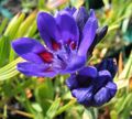 青 フラワー ヒヒの花 フォト と 特性