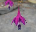 violetti Kukka Koralli Tippaa kuva ja ominaisuudet