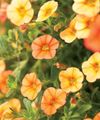 oranssi Kukka Calibrachoa, Miljoonaa Kelloja kuva ja ominaisuudet