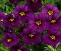 Flores de jardín Calibrachoa, Millón Campanas púrpura Foto