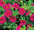 rosa Blomma Calibrachoa, Miljoner Klockor Fil och egenskaper
