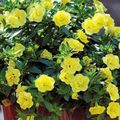 Záhradné kvety Calibrachoa, Milión Zvončeky žltá fotografie