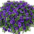 blå Blomst Calibrachoa, Million Klokker Foto og egenskaber