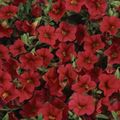 rød Blomst Calibrachoa, Million Klokker Foto og egenskaber