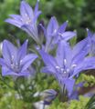 Flores de jardín Tuerca De Hierba, Ithuriel De Spear, Cesta Wally, Brodiaea laxa, Triteleia laxa azul claro Foto