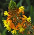 I fiori da giardino Bulbine, Bulbinella, Bruciare Pianta Gelatina, Inseguito Bulbine, Arancio Bulbine arancione foto
